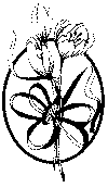 enklebuket_08.gif (9046 byte)