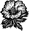 enklebuket_12.gif (11327 byte)