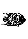 fisk1.gif (13417 byte)