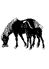 hest7.gif (30259 byte)