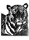 tiger_3.gif (97798 byte)