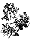 musik_04b.gif (37573 byte)