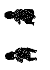 dukkeuro01c.gif (9884 byte)